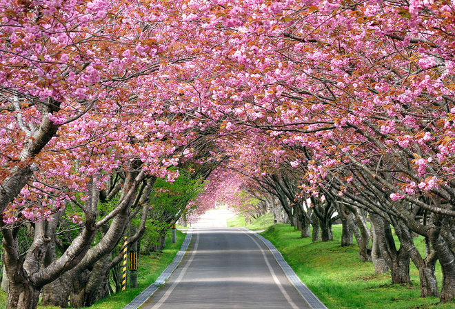 Весна, дорога, деревья, цветение