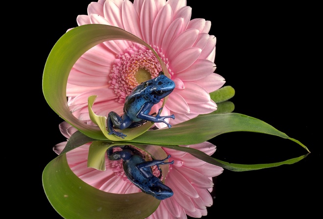 цветок, отражение, лягушка, гербера, голубой древолаз