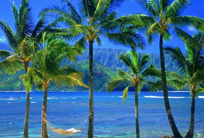 nature, water, palm, hammock, hawaii