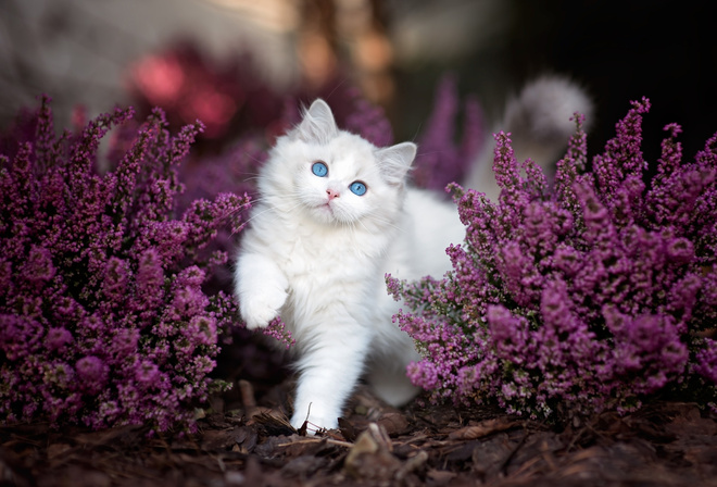 , , , , Ragdoll, , , , 