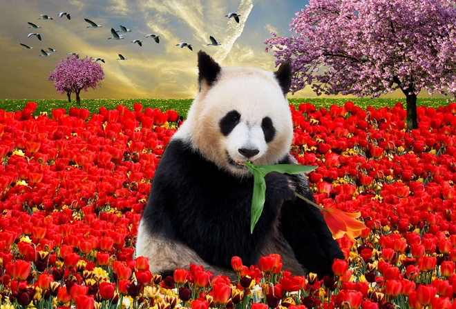 панда, белая, листик, тюльпаны, красные, деревья, цвет, птицы, небо, закат, весна, торжество
