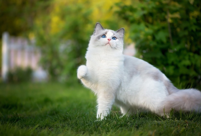 , , , , Ragdoll, , , 