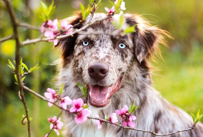 природа, весна, цветение, ветка, цветы, животное, собака, пёс, морда, аусси, австралийская овчарка