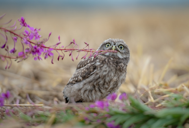 Tanja Brandt,  , , , , , , , , -