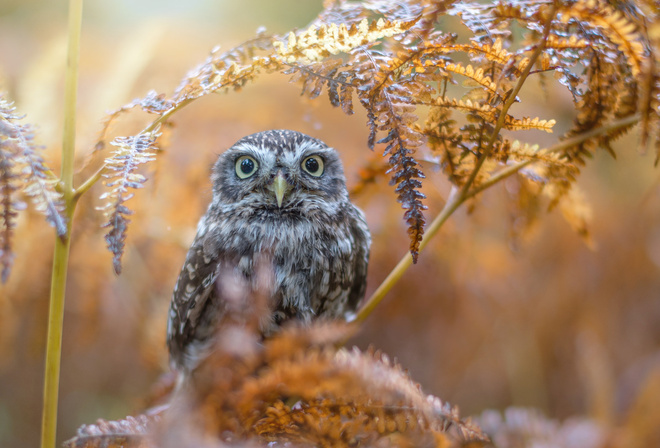 Tanja Brandt,  , , , , , 