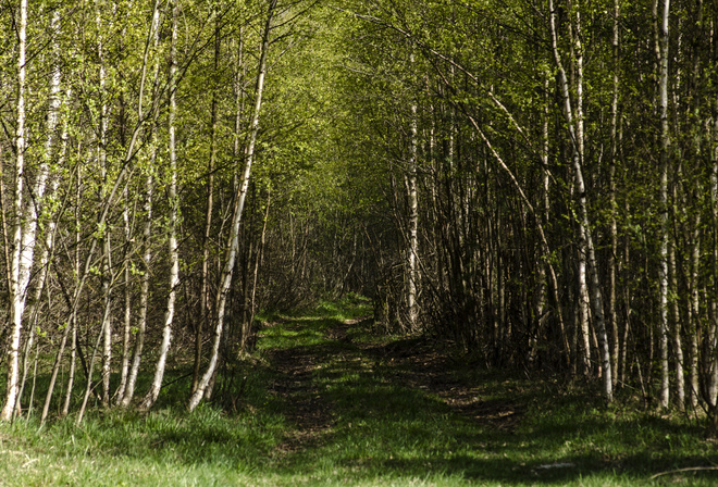 AristovArt, , landscape, nature, forest, wild, tress, 