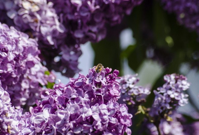 AristovArt, , landscape, nature, flowers, 