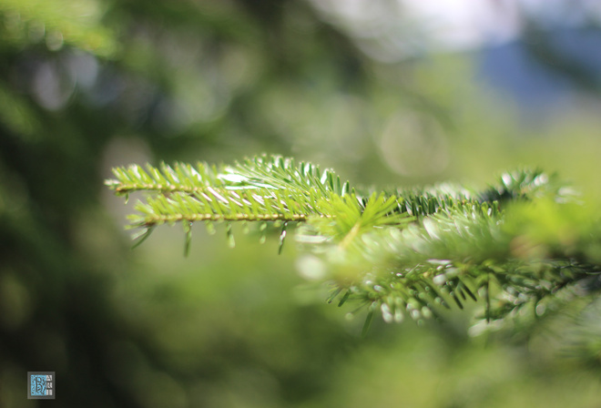 ˳, , , , ˳, , , , Summer, Christmas tree, Klyuchki, Needle, Forest, Sun, Von, Bokeh, , , , , , , , , Bart