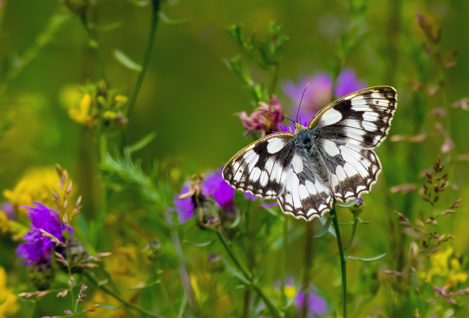 , butterfly, marbled white, , , 