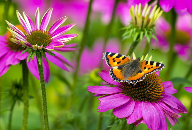 , , butterfly, small tortoiseshell, , , 