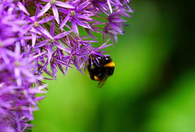 �����, ������, �����