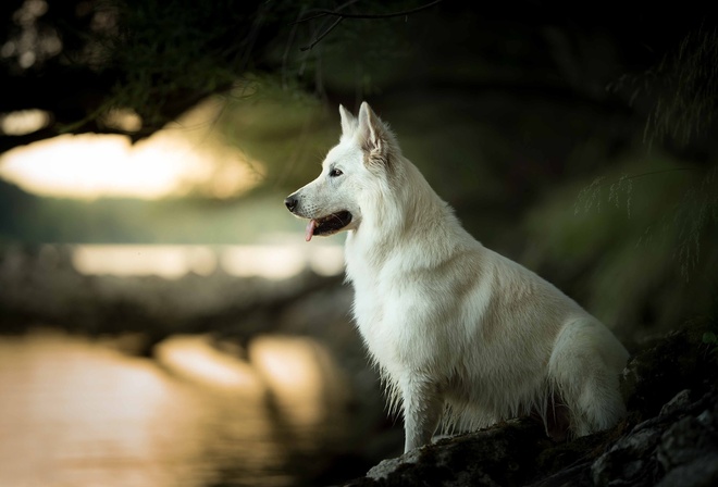 ��������, ������, ��, �������