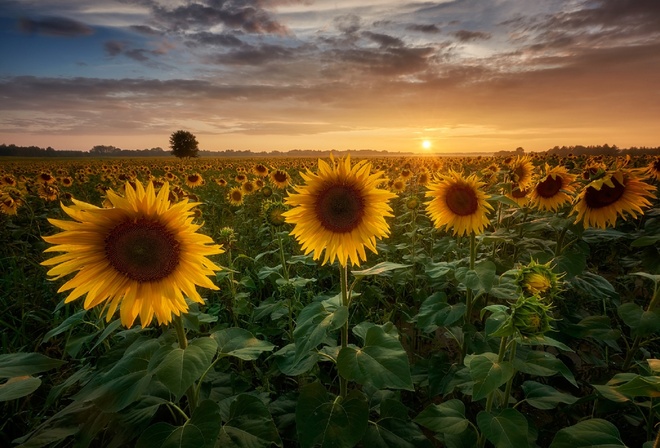 ����, ����������, ��������, ����, �����, Jakub