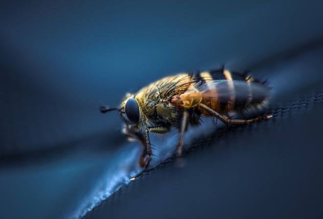 ���������, �����