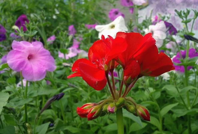 ������, �����, ����