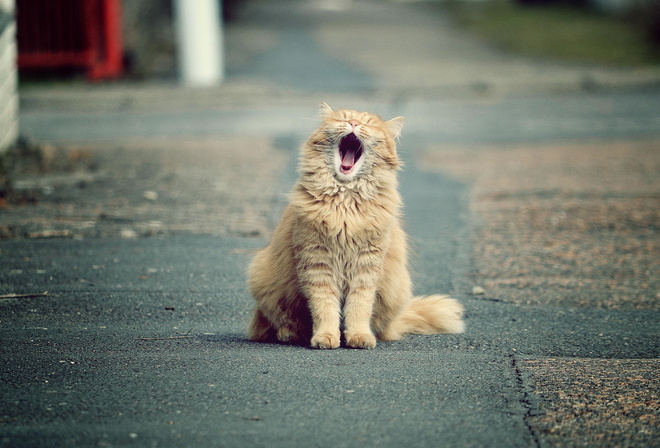 �����, ���