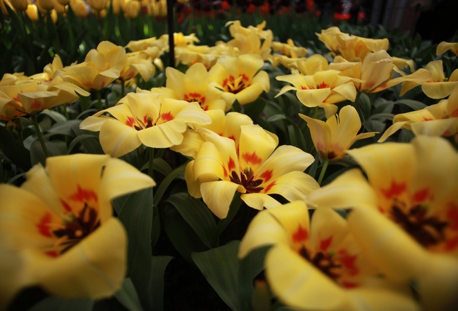 �������, �����, �����, ��������