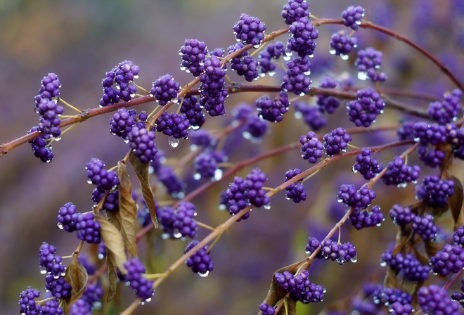 ��������, �����, �����