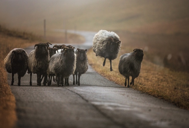 �������, ��������, ����