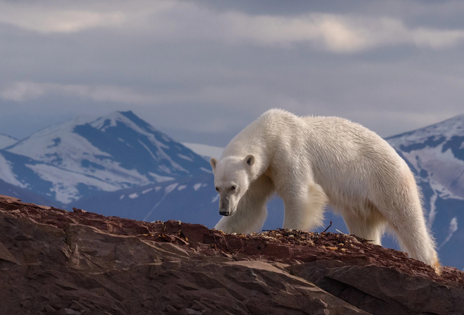 Mike Reyfman, , , ,  , , , 