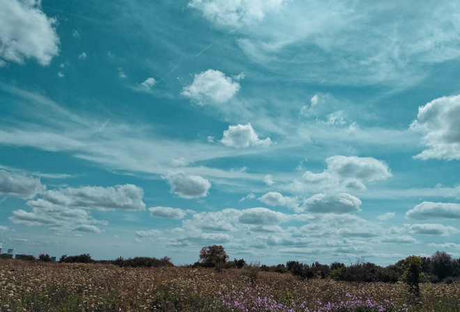 , , , , , , sun, sunset, nature, beautiful, orange, , , flower, , sky, , cloud
