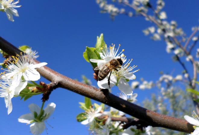 апрель, пчела, слива