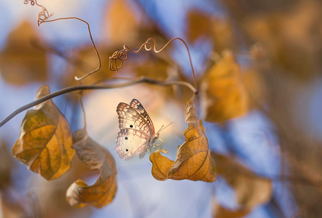 Eleonora Di Primo, макро, ветки, листья, бабочка, осень