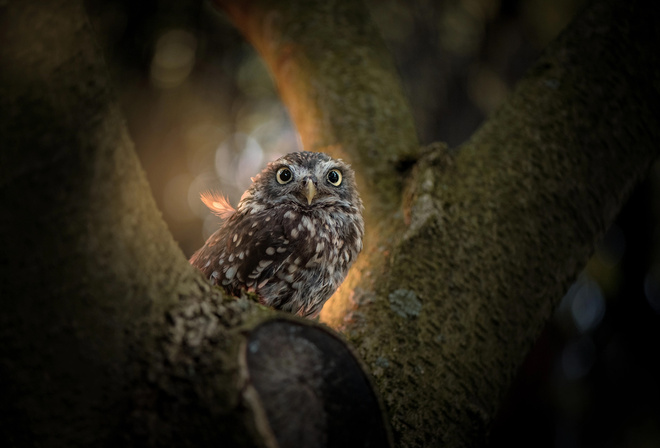 Tanja Brandt,  , , , , 