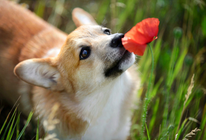 животное, собака, пёс, корги, трава, цветок, мак