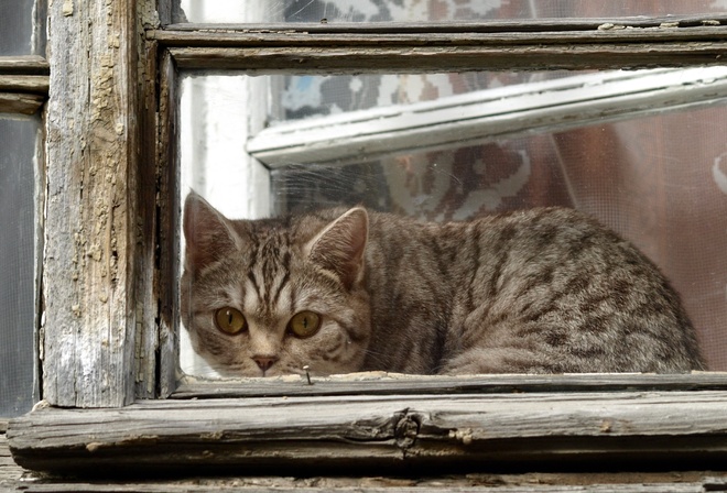 Кот, окно, рама, выглядывает