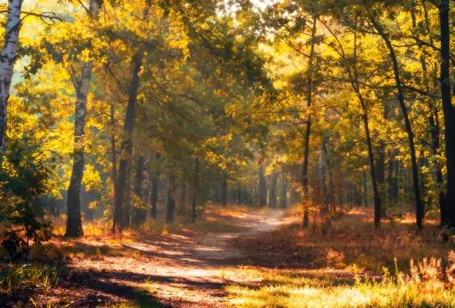 лес, осень, дубы, аллея, туман, Галанзовская Оксана