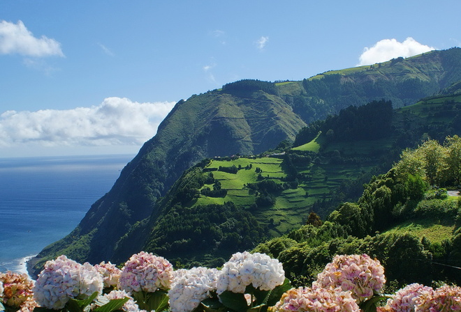 Азорские острова, океан, природа, пейзаж, холмы, цветы, гортензия