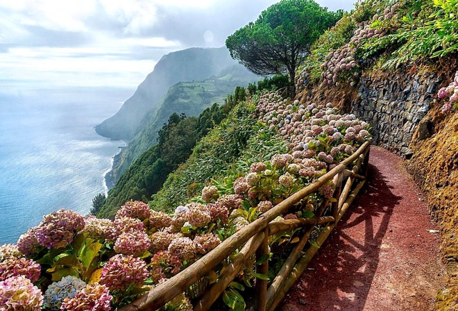 Азорские острова, океан, природа, пейзаж, холмы, цветы, гортензия, дорожка, ограждение