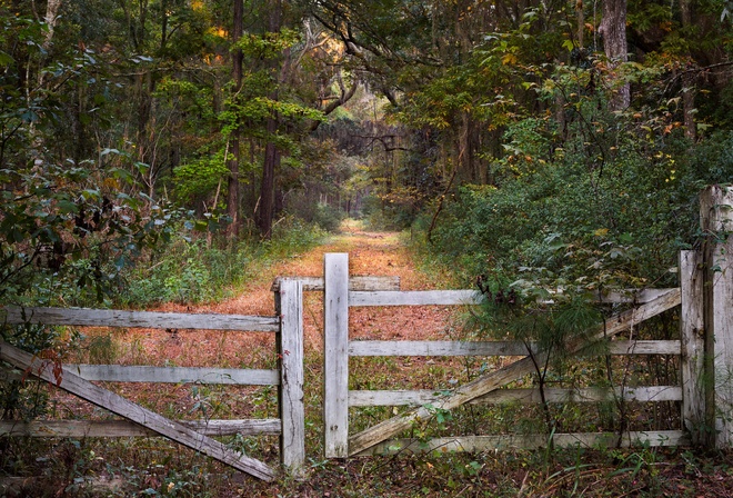 забор, лес, ворота, природа