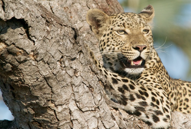 leopard, , 