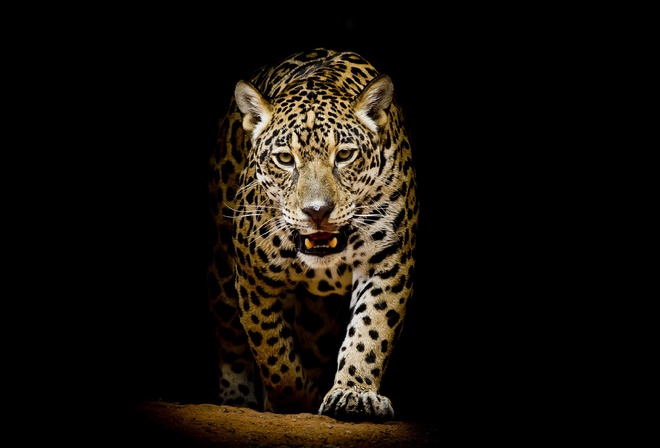 Leopard, , 