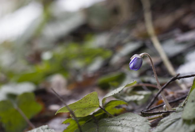 Bart, , , , , , , , , spring, flower, snow, side, macro, forest, leaves, bokeh, branches, , , , 