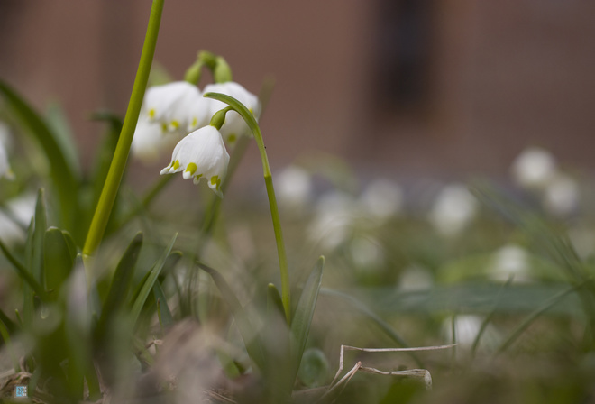 Bart, , , , , , , , , spring, flower, snow, side, macro, forest, leaves, bokeh, branches, , , , , , , Leucojum