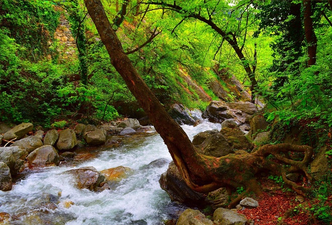 Stones, Forest, Spring, Forest, Stream, Spring, River, River, Flow