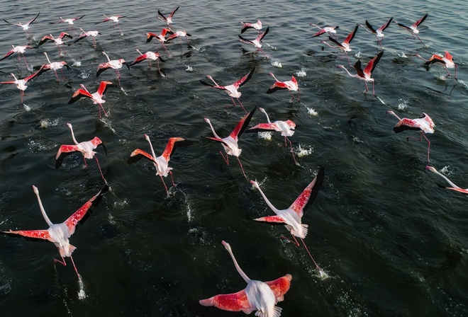 flamingo, birds, , , 