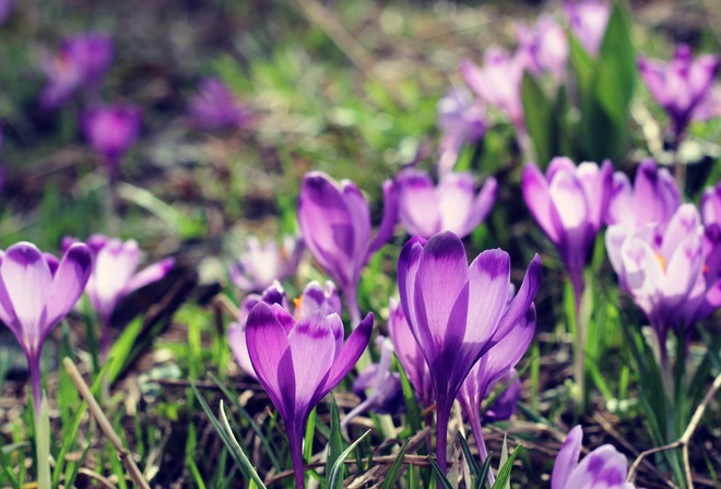 Bart, , , , , , Spring, Flowers, Crocus, Fon, Boke, Bokeh, , 