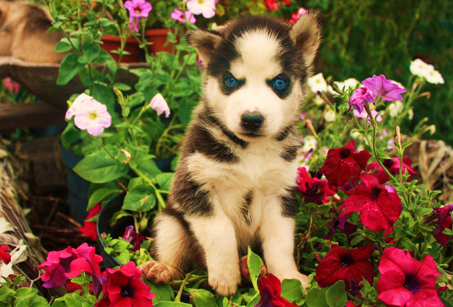 Husky, blue eyes, cute, animals, dogs