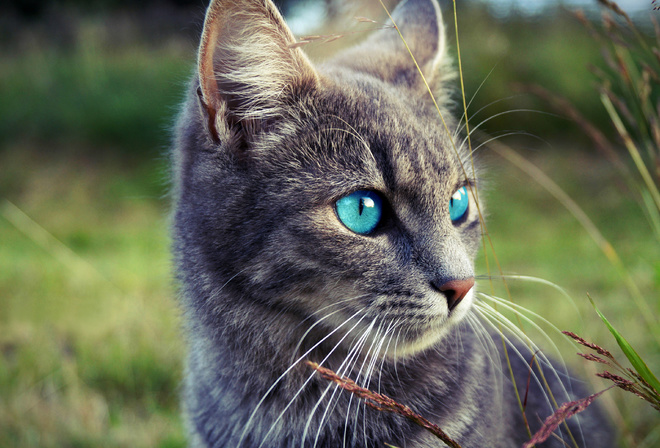 cats, Blue, Eyes