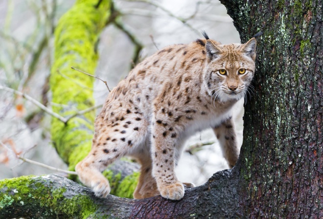 Lynx, , 