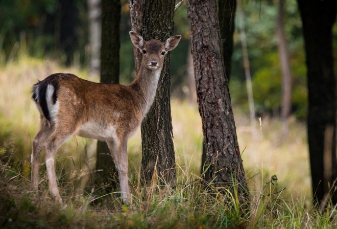 �������, ���, �����, ��������, ����