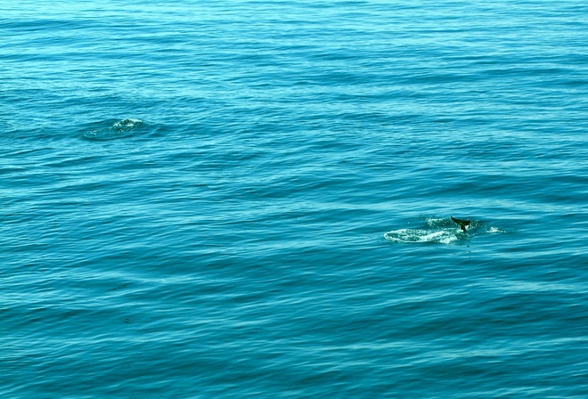 дельфины, море, крым