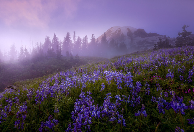 Doug Shearer, , , , , -, Mount Rainier, , , Mazama Ridge, , , , , 