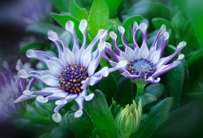 , , , Osteospermum, , , , 