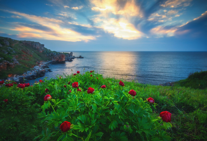 Valentin Valkov, природа, пейзаж, Крым, Ялта, море, скалы, цветы, пионы, лето, утро, рассвет