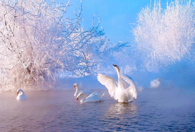 природа, зима, кусты, снег, иней, озеро, птицы, лебеди